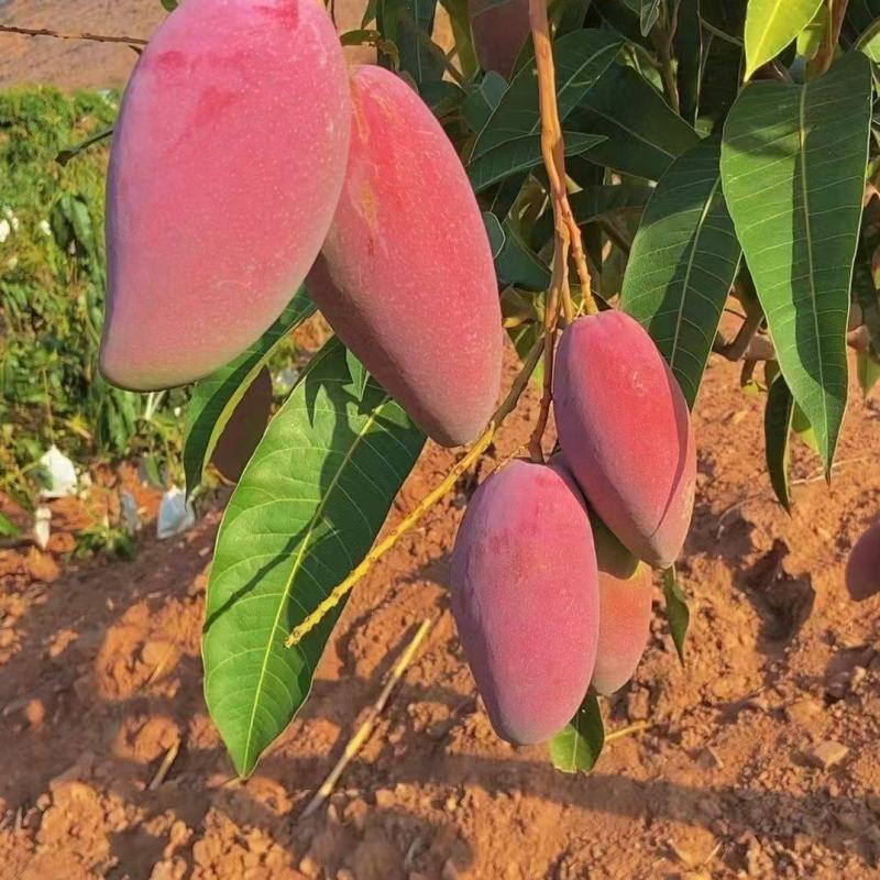攀枝花精品芒果原产地直采直发代发代办彩虹红贵妃、大量供应