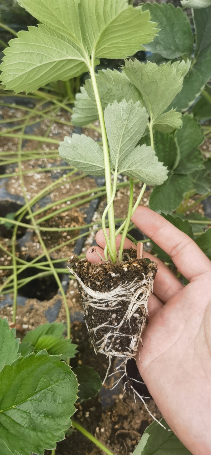 越雪妃、建德白露、粉玉草莓苗支持视频看货，欢迎来电咨询