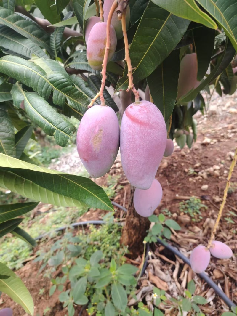 攀枝花精品芒果原产地直采直发代发代办彩虹红贵妃、大量供应