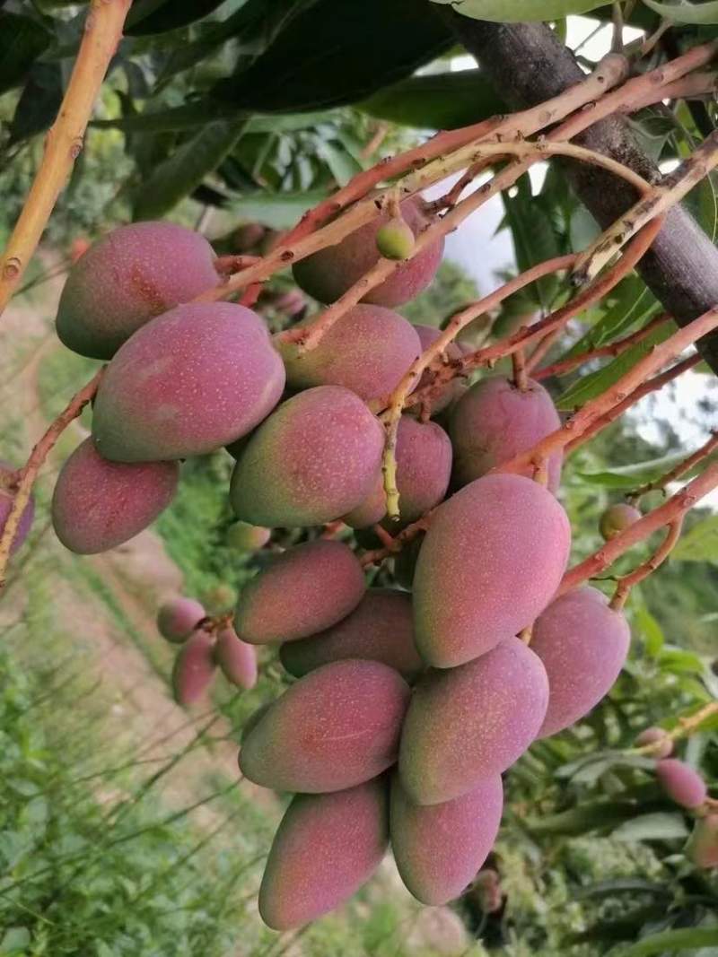 攀枝花精品芒果原产地直采直发代发代办彩虹红贵妃、大量供应
