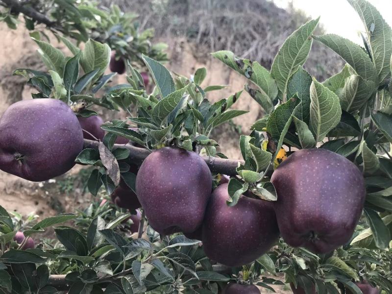 【热卖推荐】甘肃花牛苹果源头产地直销代发全国联系