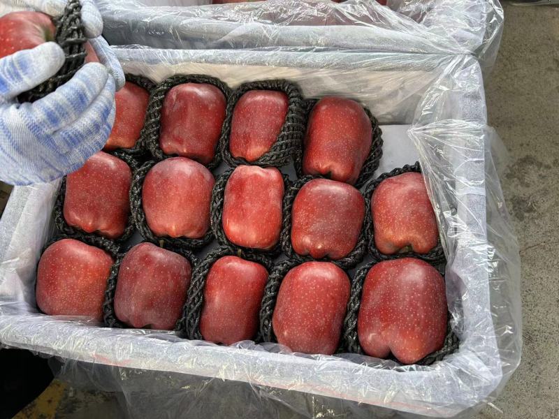 【热卖推荐】甘肃花牛苹果源头产地直销代发全国联系