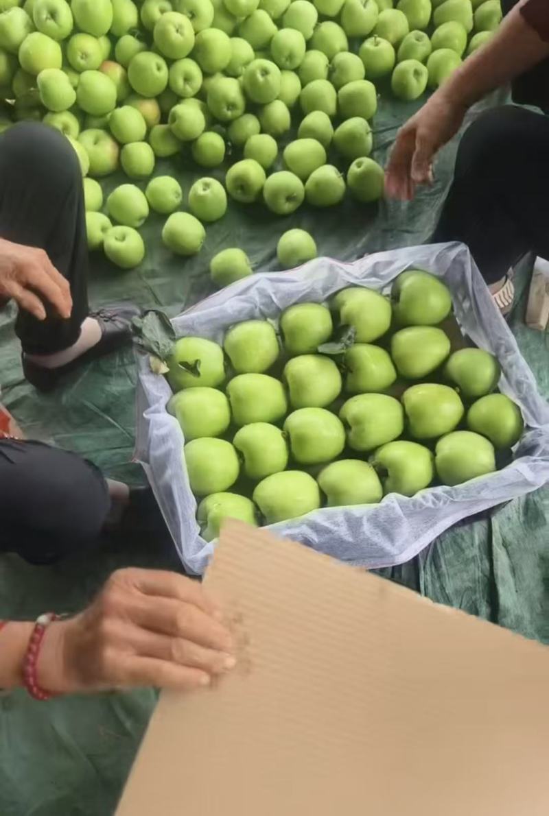 陕西青苹果产地直采(华硕苹果)个头大口感好《可全国发货》