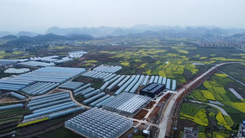 草莓苗越心建德红红玉草莓苗，支持视频看货