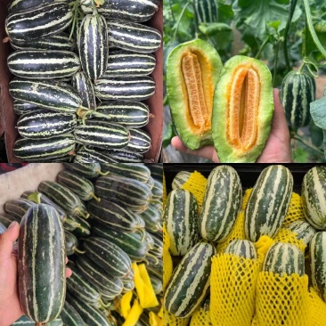 1河北甜瓜博洋九博洋九一博洋六一货源足量大从优全国