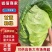 山西精品韩绿甘蓝圆包菜全国发货色泽翠绿大小适中