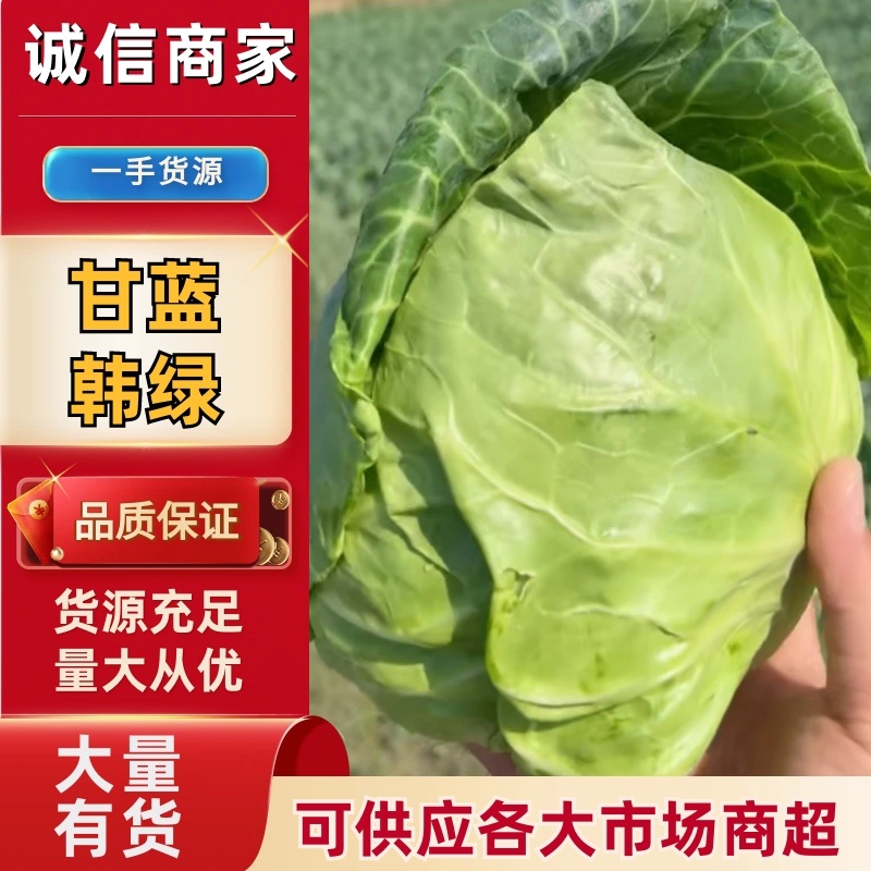 山西精品韩绿甘蓝圆包菜全国发货色泽翠绿大小适中