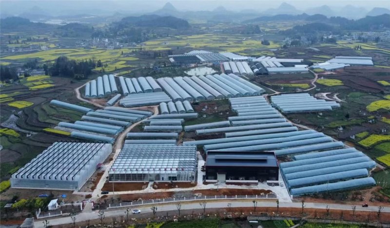 梦系列草莓苗基地直发支持视频看货代发全国