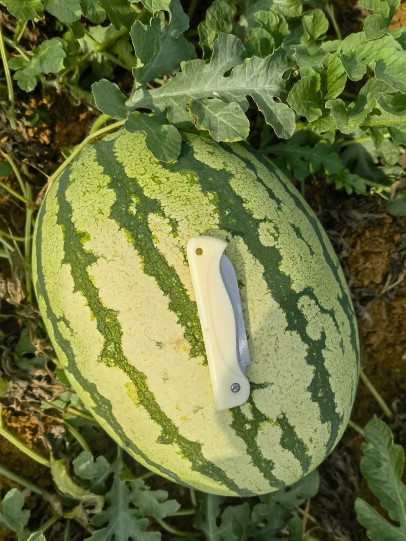 宁夏中卫石头瓜，硒砂瓜！石头缝长出来的大西瓜，一手货源，