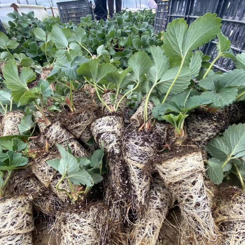 妙香草莓苗基地直发，一手货源全国发货支持视频看货
