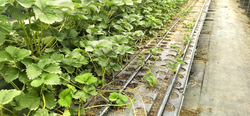 妙香草莓苗基地直发，一手货源全国发货支持视频看货