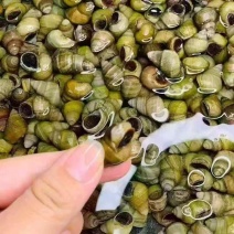 饲料螺喂蚂蝗螃蟹，大量有货