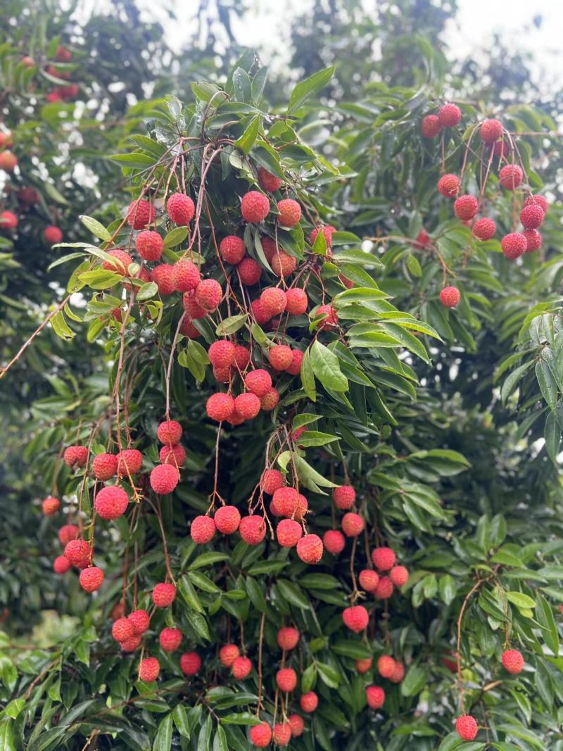 桂味荔枝