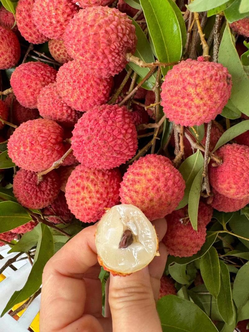 桂味荔枝