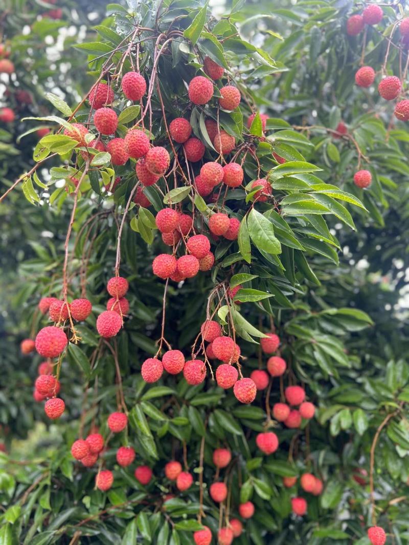 桂味荔枝