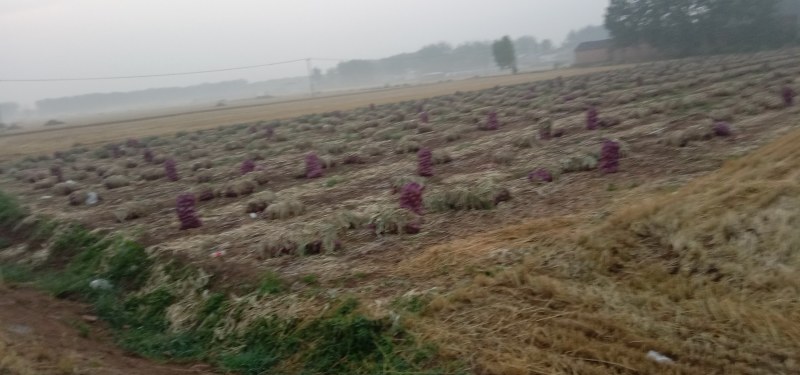 安徽二红洋葱产地大量上市，一手货源质量保证，视频看货