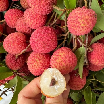 桂味荔枝