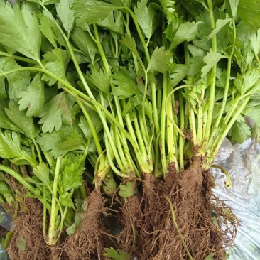 河北法国皇后芹菜苗，基地直供