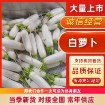 湖北天门市白萝卜，多宝镇大量上市，规格齐全售后无忧