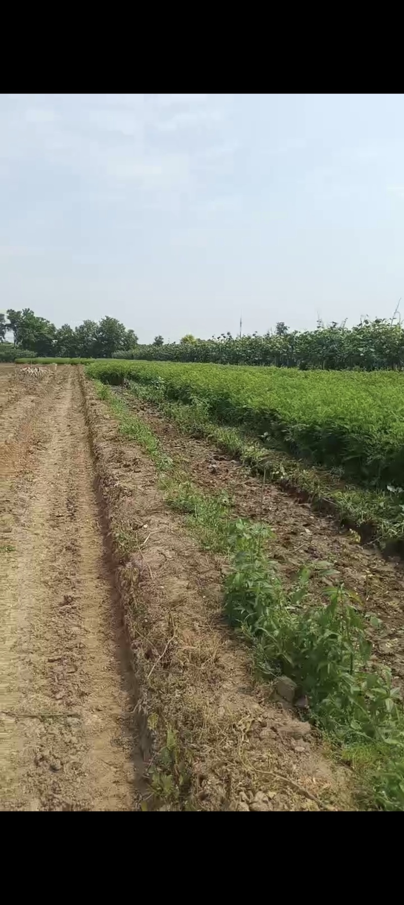 刺槐苗