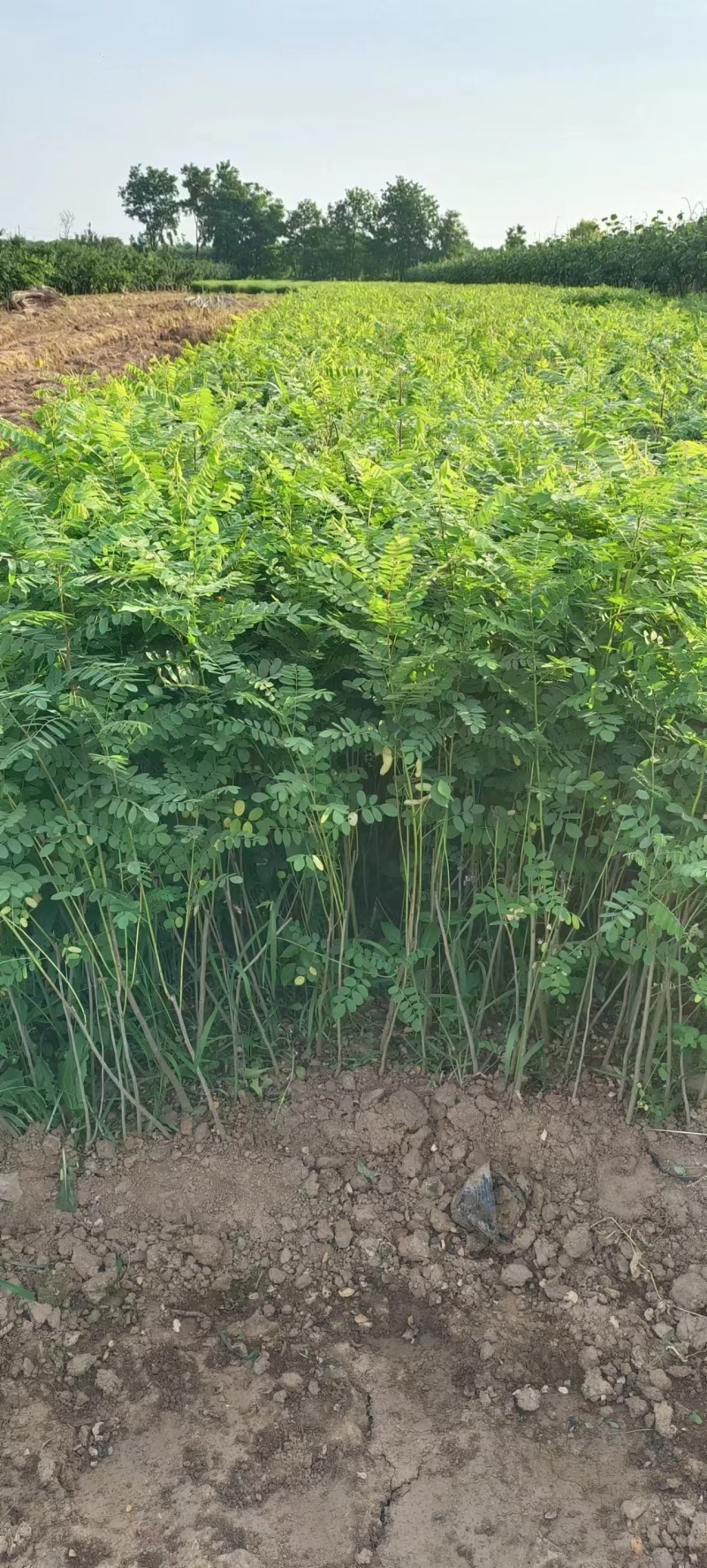 刺槐苗
