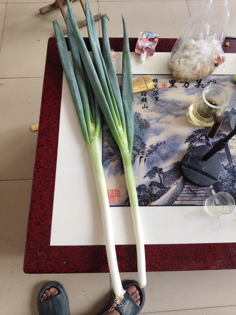 山东青州铁杆大葱大量现货。全国发货。量大从优。