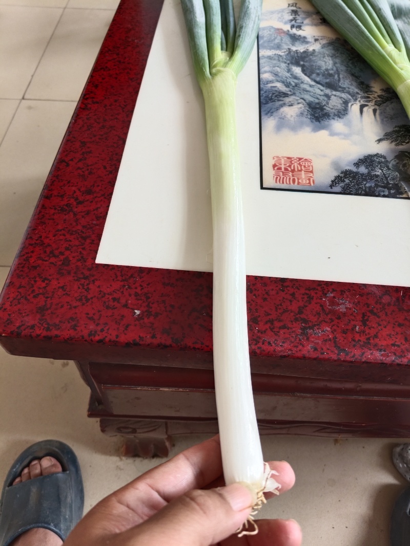 山东青州铁杆大葱大量现货。全国发货。量大从优。