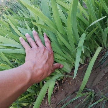 【射干苗】药用观赏盆栽绿化基地大量供货可视频看货