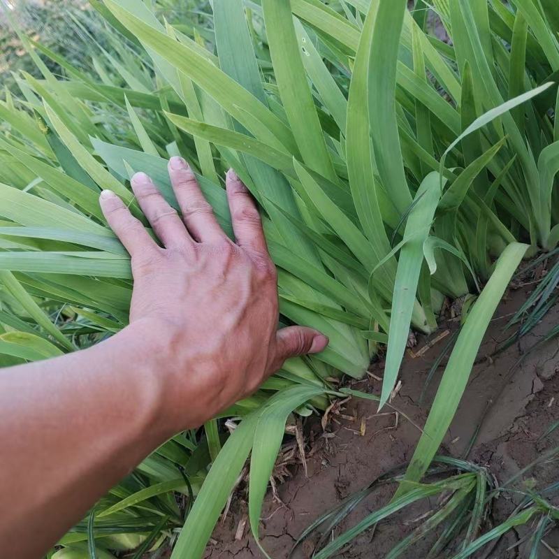 【射干苗】药用观赏盆栽绿化基地大量供货可视频看货