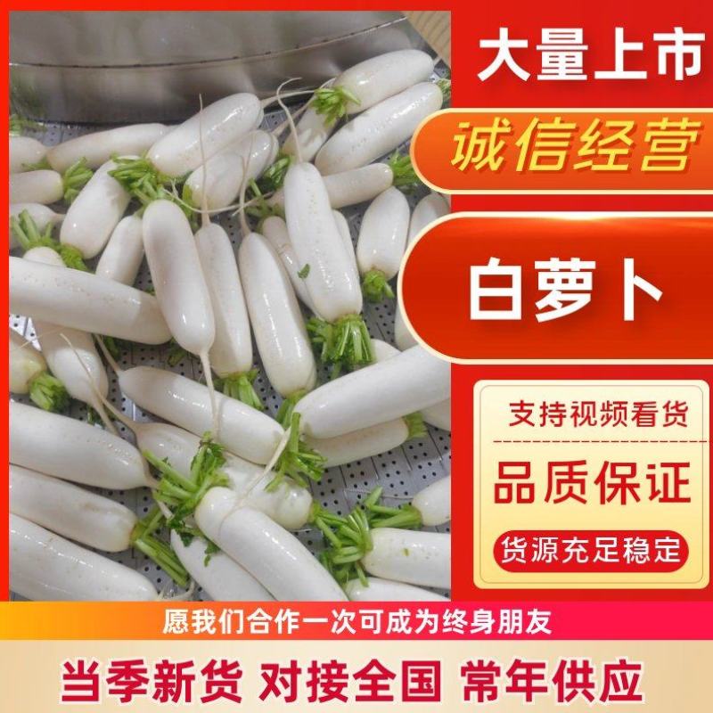 白萝卜，榆林定边白萝卜物美价廉，售后无忧