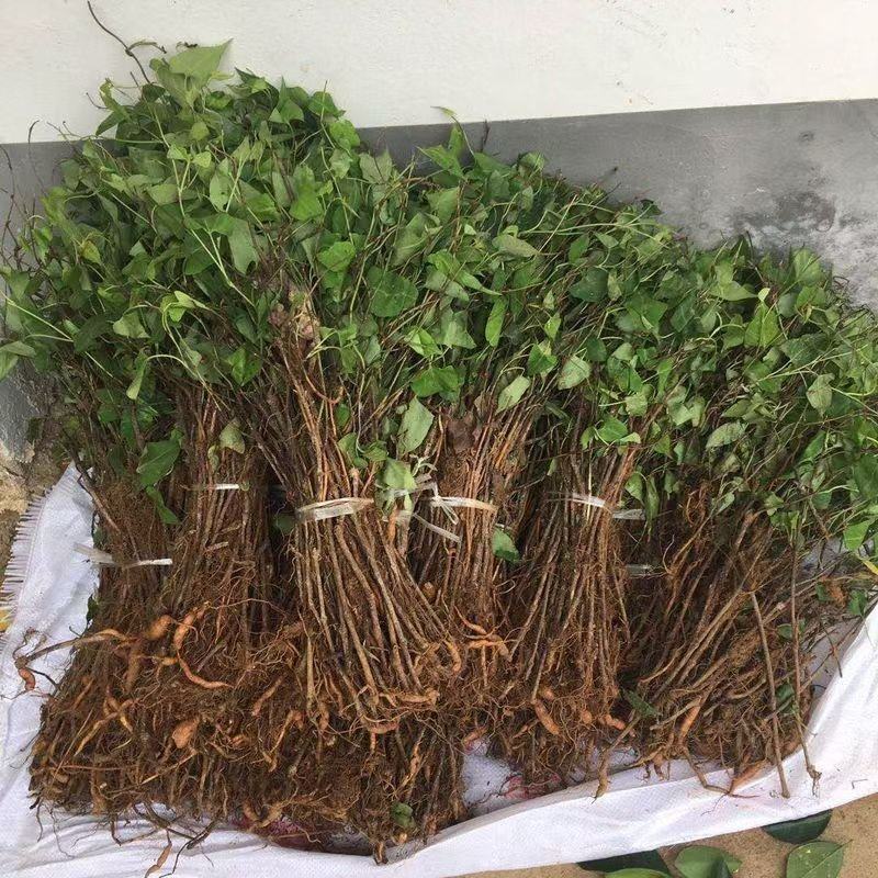 【何首乌苗】基地大量有货成活率高量大从优欢迎联系
