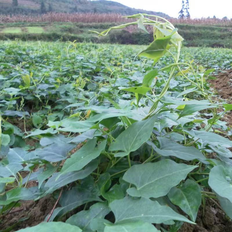 【何首乌苗】基地大量有货成活率高量大从优欢迎联系