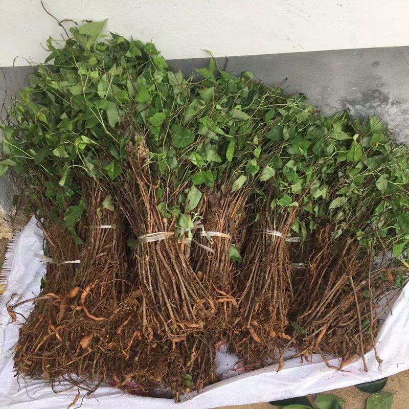 【何首乌苗】基地大量有货成活率高量大从优欢迎联系