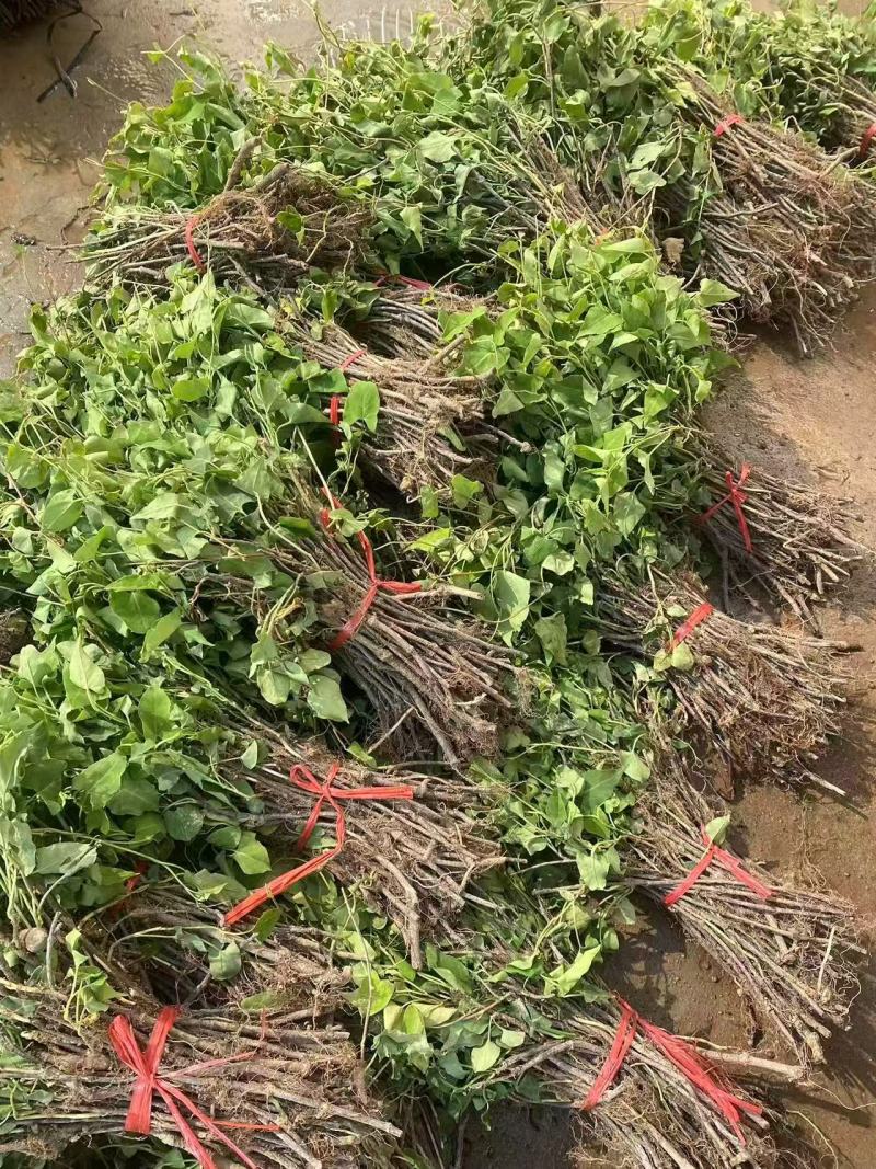 【何首乌苗】基地大量有货成活率高量大从优欢迎联系