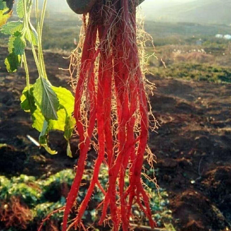 【丹参苗】万亩基地种植量大从优一手货源诚信经营欢迎联系