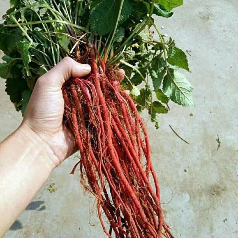 【丹参苗】万亩基地种植量大从优一手货源诚信经营欢迎联系