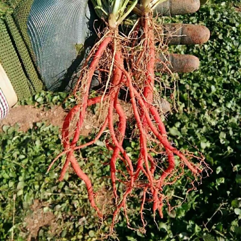 【丹参苗】万亩基地种植量大从优一手货源诚信经营欢迎联系