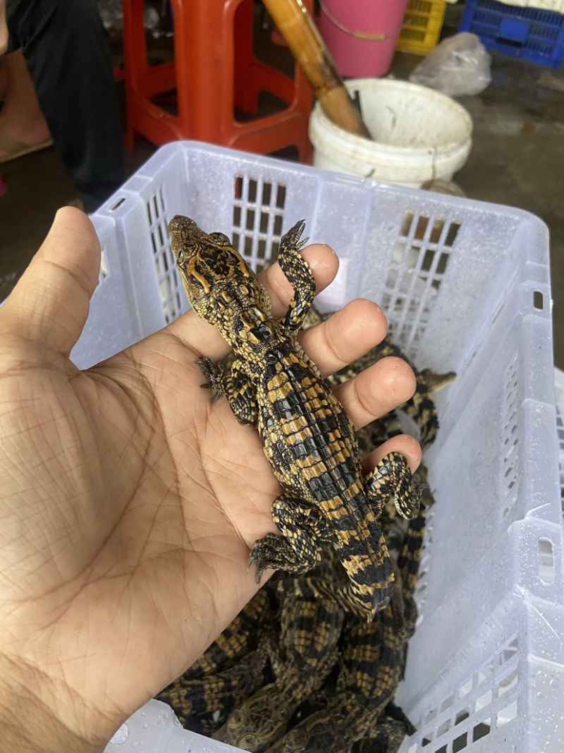 25-35厘米暹罗鳄鱼苗批发零售广州发货