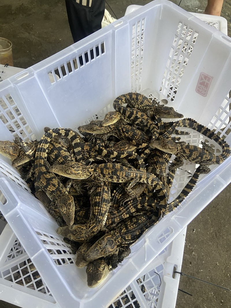 25-35厘米暹罗鳄鱼苗批发零售广州发货