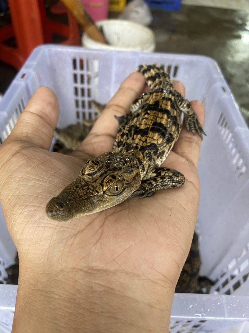 25-35厘米暹罗鳄鱼苗批发零售广州发货