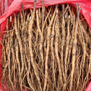 【牡丹苗】基地大量供应成活率高根茎粗壮品质优先诚信经营