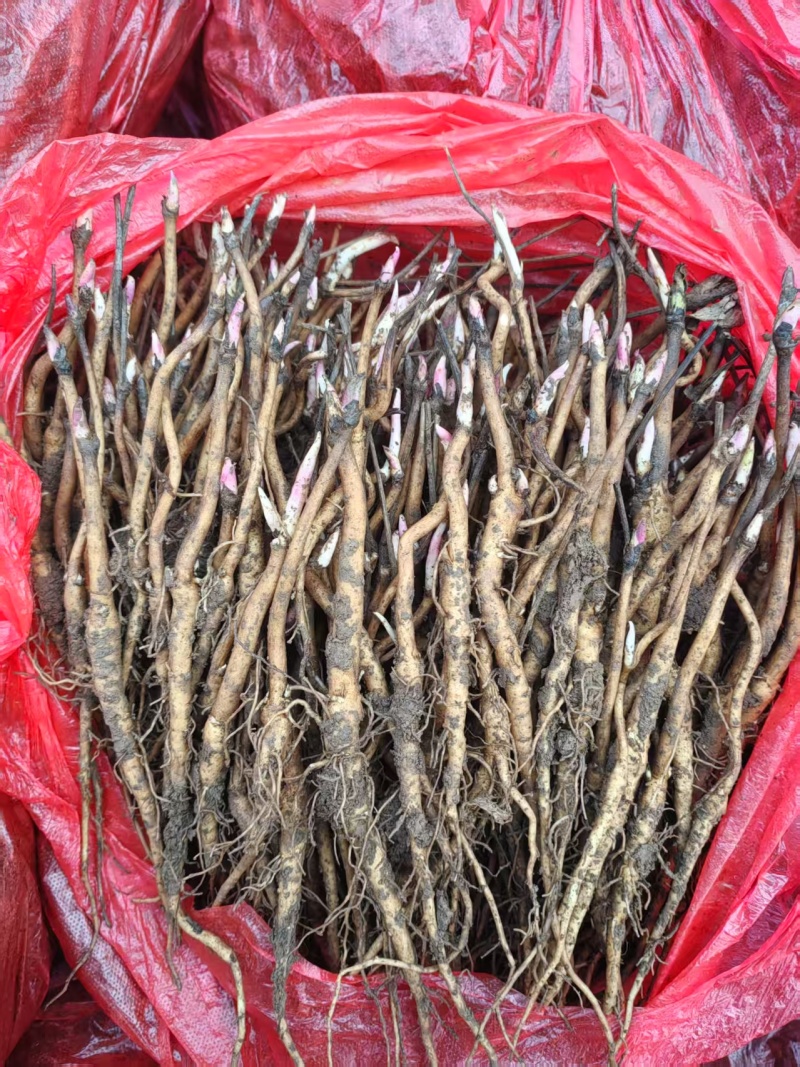 【牡丹苗】基地大量供应成活率高根茎粗壮品质优先诚信经营