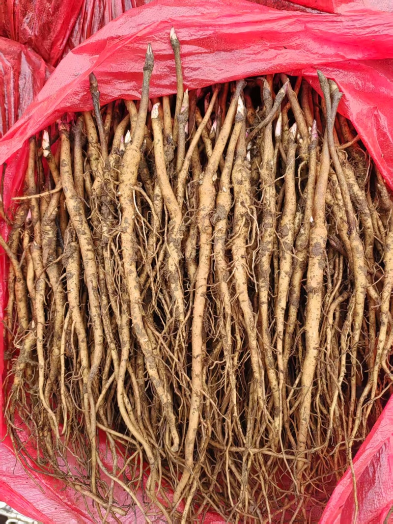 【牡丹苗】基地大量供应成活率高根茎粗壮品质优先诚信经营