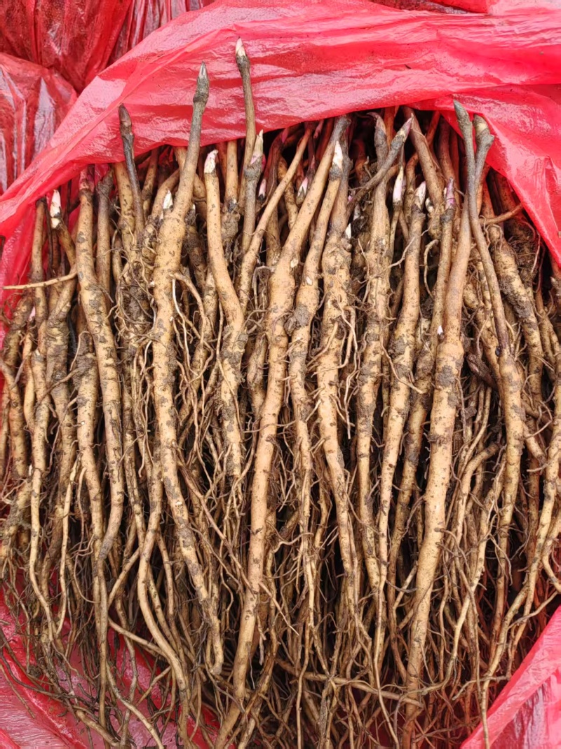 【牡丹苗】基地大量供应成活率高根茎粗壮品质优先诚信经营