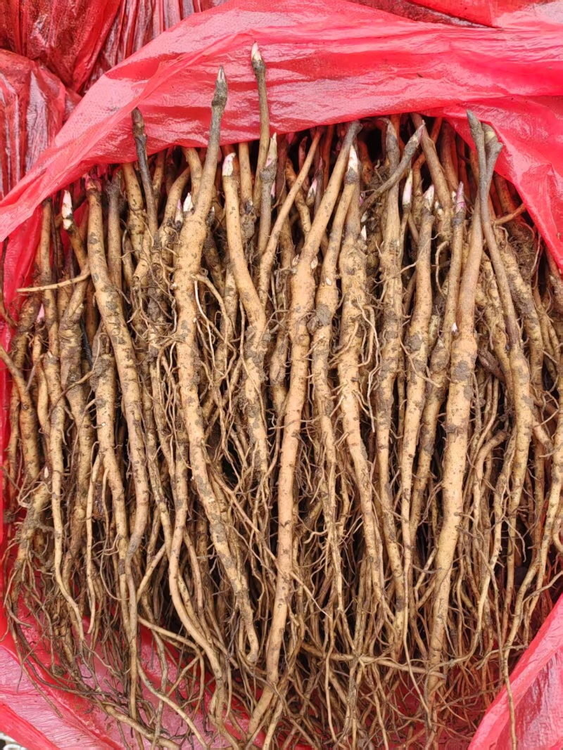 【牡丹苗】基地大量供应成活率高根茎粗壮品质优先诚信经营