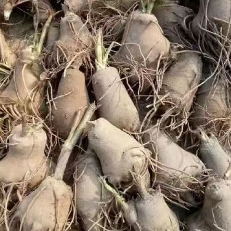 【白术种苗】品质优先基地大量供应可提供技术指导欢迎联系
