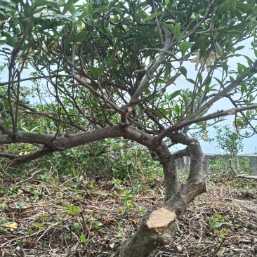 基地十年到三十老桩雀舌栀子，大栀子花盆栽树