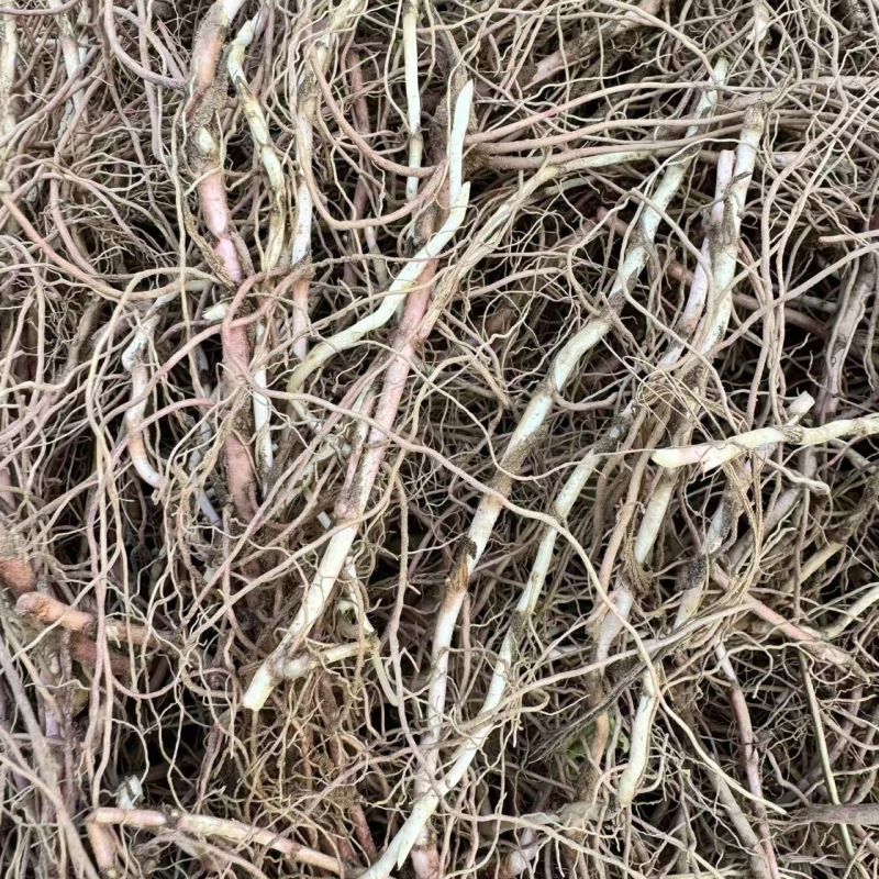 【紫苑芽头】基地大量供应成活率高品质优先可视频看货