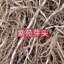 【紫苑芽头】基地大量供应成活率高品质优先可视频看货