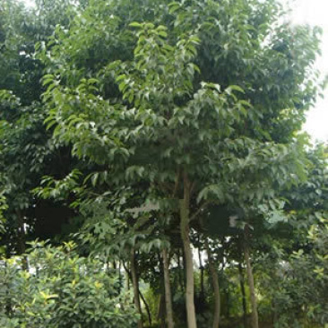 杜仲树